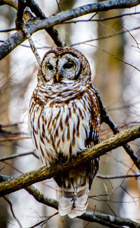 Close-up of owl perching on branch