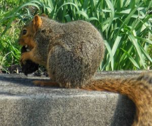 Squirrel sitting on field