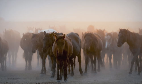 Panoramic view of  wildhorses on field during sunset