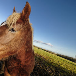 Close-up of horse on field against clear sky