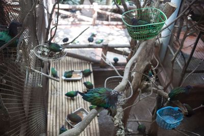 Close-up of birds in basket