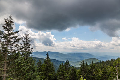 Trees in forest against sky