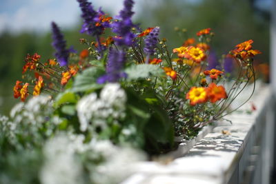 Close-up of orange flowering plant