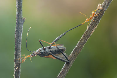 Close-up of insect on plant