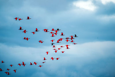 Low angle view of scarlet ibis flying against sky