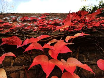 Close-up of maple leaves on tree during autumn