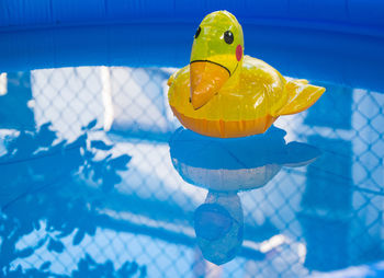 Inflatable toy in swimming pool