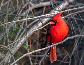 Close-up of bird perching on branch