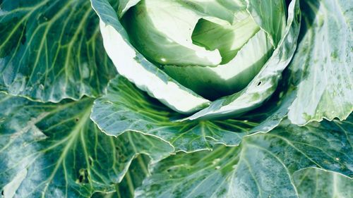 Full frame shot of fresh cabbage