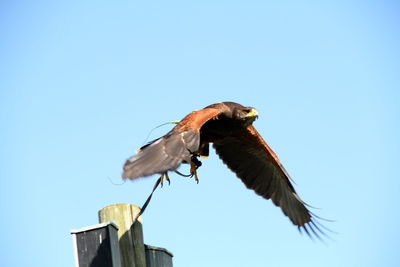 Low angle view of bird perching on branch