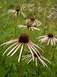 Close-up of coneflowers blooming outdoors