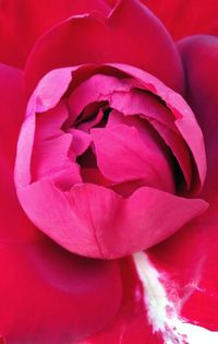 Close-up of pink flowers