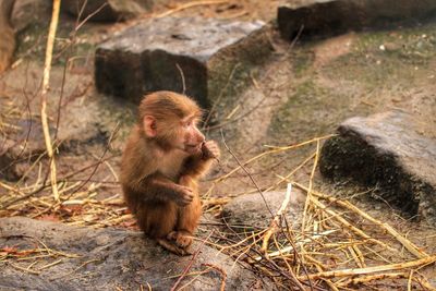 Baboon infant at zoo