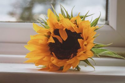 Close-up of sunflower blooming outdoors