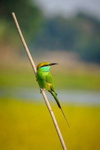 Close-up of bird on plant