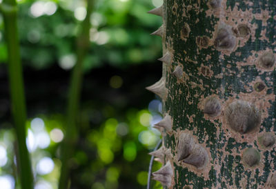 Close-up of caterpillar on tree trunk