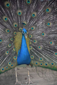 Male blue peacock surrounded by showy eye feathers in the summer.