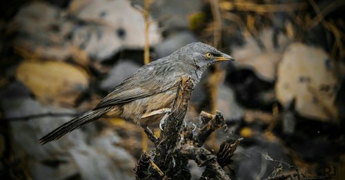 Close-up of bird perching on a plant