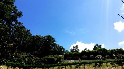 Low angle view of trees against blue sky