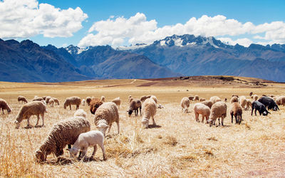 Flock of sheep grazing on field against sky