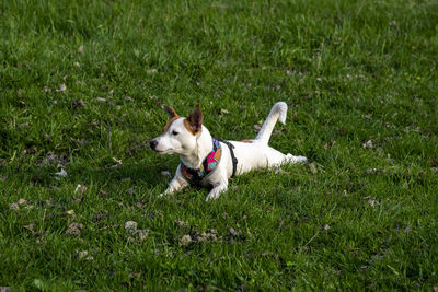 Dog running on grassy field