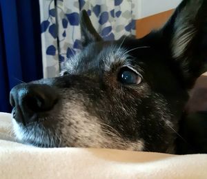 Close-up of dog looking away