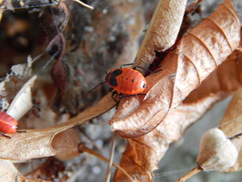 close-up