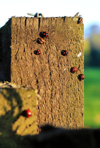 Close-up of insect on wood against sky