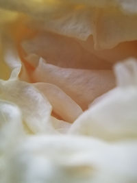 Close-up of white rose