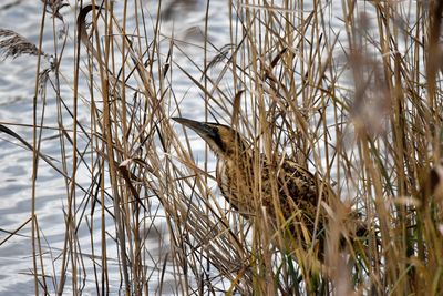 Close-up of bird perching on dry grass