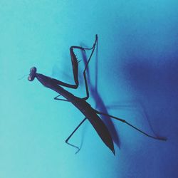 Close-up of lizard against blue background