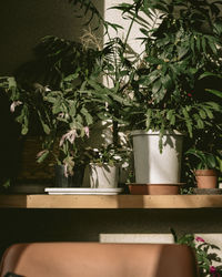 Close-up of potted plant on table at home