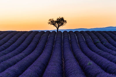 Scenic view of silhouette field against sky during sunset