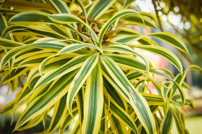 Close-up of fresh green plants