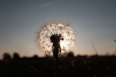 Close-up of dandelion against blurred background