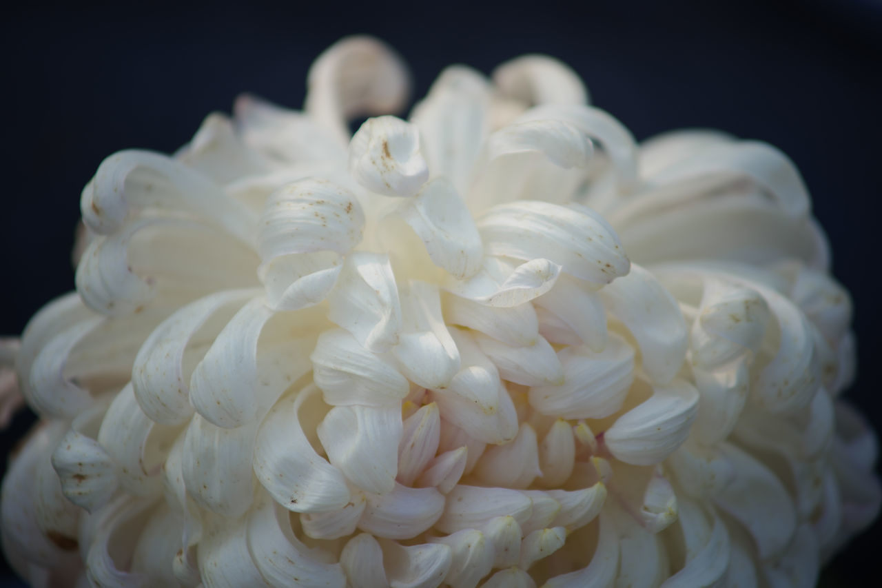 flower, white, close-up, black background, petal, beauty in nature, freshness, flowering plant, macro photography, plant, no people, indoors, nature, studio shot, fragility, inflorescence, rose, flower head, bouquet