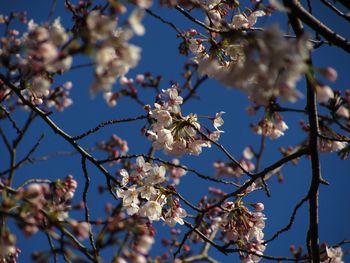 Low angle view of cherry blossom against sky
