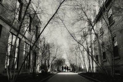 Road along trees in city