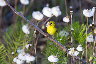 Female american goldfinch seen with head in profile perched in its vibrant yellow spring plumage 