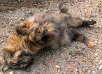 Cat lying on the ground