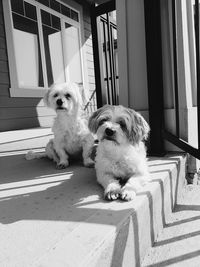 Dog sitting outdoors