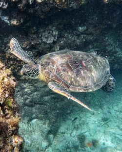 High angle view of turtle swimming in sea