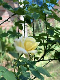 Close-up of white flowering plant