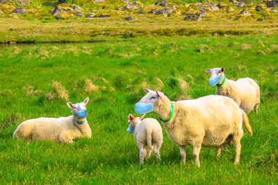 Sheep in a field