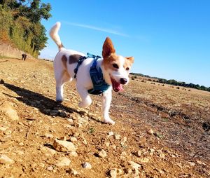 Dog standing on field against clear sky