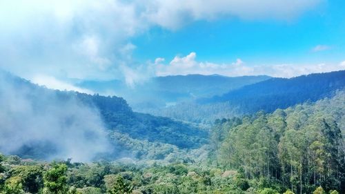 Panoramic view of trees in forest against sky