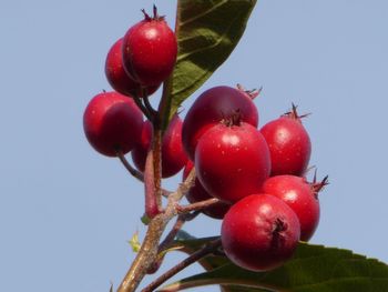 Close-up of cherries growing on tree against sky