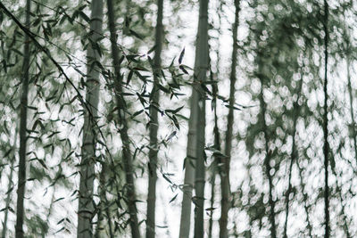 Low angle view of trees in forest