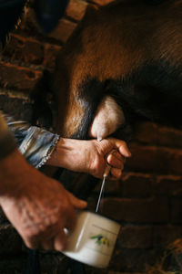 Old farmer milking one of his goat closeup.