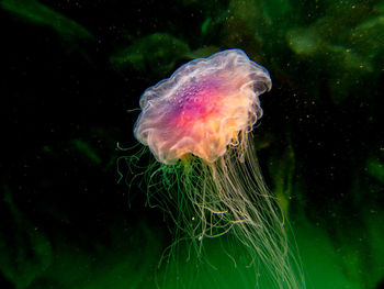 Close-up of jellyfish swimming in sea